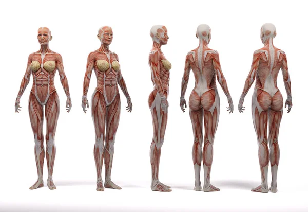 Render Uma Ilustração Corpo Feminino Com Exibição Tecidos Musculares — Fotografia de Stock