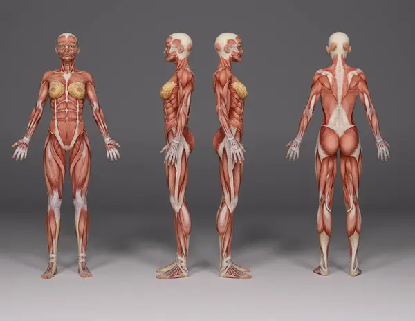 3Dレンダリング 筋肉組織の表示が付いている立っている女性のボディのイラスト — ストック写真