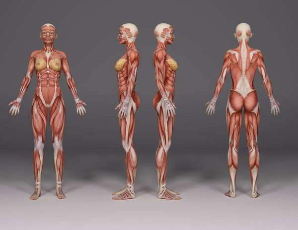 3D Render : a standing female body illustration with muscle tissues display