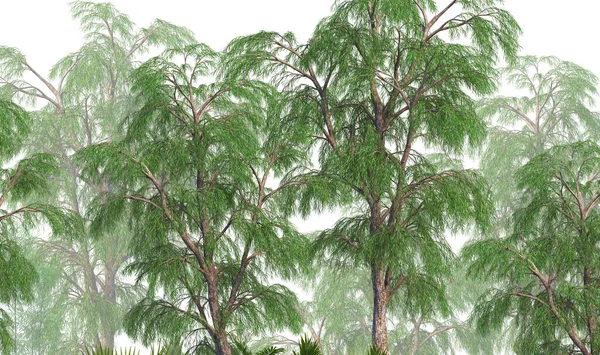 Tropik duvar kağıdı, tropik ağaçlar ve yapraklar, dijital baskı için duvar kağıdı tasarımı - 3D illüstrasyon