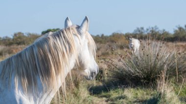 Fransa 'nın güneyindeki Beyaz Kamp atları. Camargue 'nin göletlerinde Camargue boğalarının ortasında özgürce büyüyen atlar. Gardiyanlar tarafından eğitilmek.