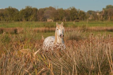 Cheval blanc de Camargue dans le sud de la France. Chevaux levs en libert au milieu des taureaux Camarguais dans les tangs de Camargue. Elbiselerinizi giyin. Monts des Gargarans 'da..