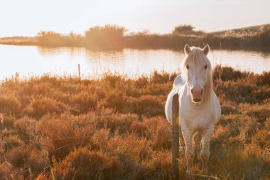 Cheval blanc de Camargue dans le sud de la France. Chevaux levs en libert au milieu des taureaux Camarguais dans les tangs de Camargue. Elbiselerinizi giyin. Monts des Gargarans 'da..