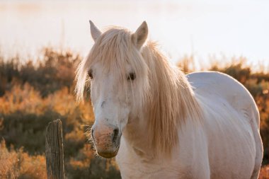 Cheval blanc de Camargue dans le sud de la France. Chevaux levs en libert au milieu des taureaux Camarguais dans les tangs de Camargue. Elbiselerinizi giyin. Monts des Gargarans 'da..