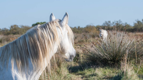 Белые лошади Камарга на юге Франции. Лошади, выросшие на свободе посреди камаргских быков в прудах Камарга. Обучены ездить на гардинах.