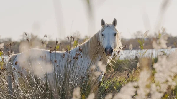 Cheval Blanc Camargue Dans Sud France Chevaux Levs Libert Milieu — Foto de Stock