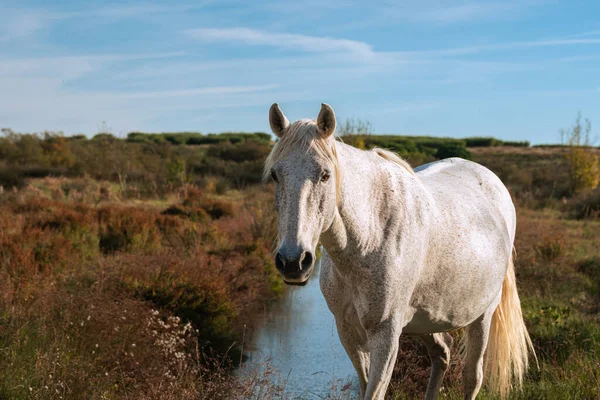 Cheval Blanc Camargue Dans Sud France Chevaux Levs Libert Milieu — Photo