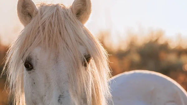 stock image Close-up of a white Camargue horse in the south of France. Horses raised in the middle of the Camargue bulls in the ponds of the Camargue. Trained to be ridden by gardians.