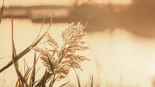 stock image Reed flower against the light in a pond of Camargue at sunset.