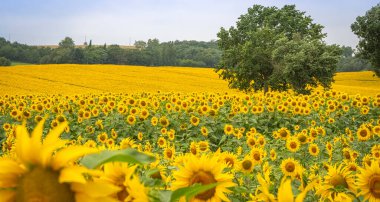 Yazın bir tarlada ayçiçeklerinin yakın çekimi.