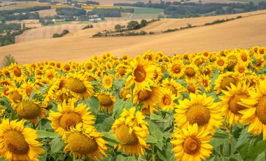 Yazın bir tarlada ayçiçeklerinin yakın çekimi.
