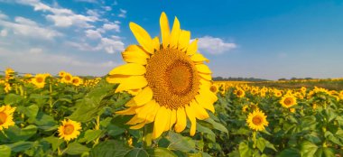 Fransa 'nın güneyindeki bir tarlada ayçiçekleri.