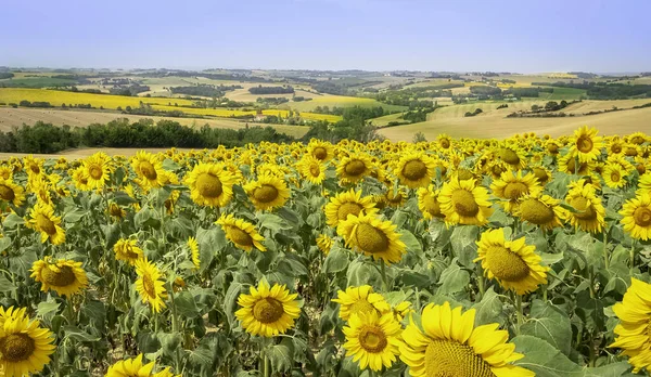 Sonnenblumen Auf Einem Feld Sommer Südfrankreich — Stockfoto