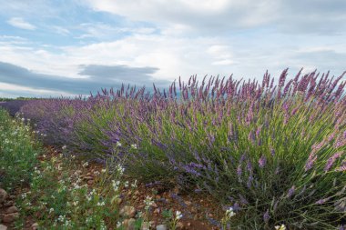 Fransa 'nın güneyindeki Valensole Platosu' nda açan lavanta tarlaları..