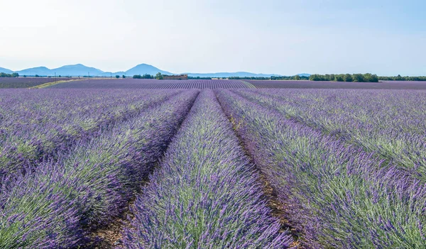 Lavendelfält Blom Valensole Platå Provence Södra Frankrike — Stockfoto