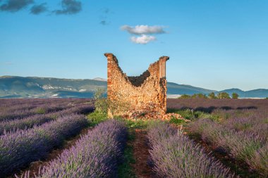 Günbatımında Valensole platosunda açan lavanta tarlaları, Güney Fransa, Provence.