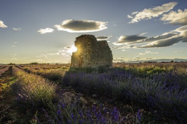 Günbatımında Valensole platosunda açan lavanta tarlaları, Güney Fransa, Provence.