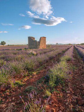 Günbatımında Valensole platosunda açan lavanta tarlaları, Güney Fransa, Provence.
