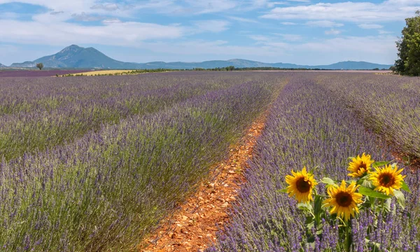 Fields of lavender in bloom on the Valensole plateau, Provence, South of France.