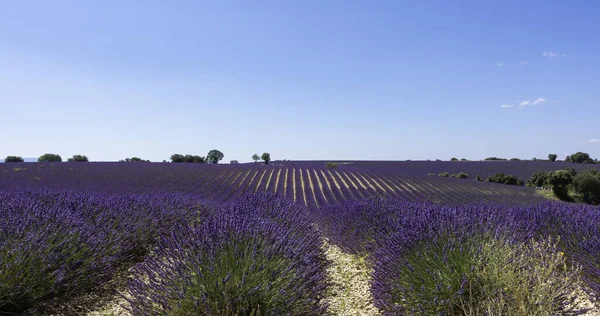 Fields of lavender in bloom on the Valensole plateau, Provence, South of France.