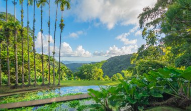 Jardins de la Balata, Fort-De-France, Martinique 'de. Fransız Batı Hint Adalarının egzotik bahçeleri.