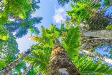 Jardins de la Balata, Fort-De-France, Martinique 'de. Fransız Batı Hint Adalarının egzotik bahçeleri.