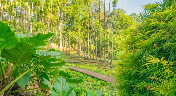 Jardins de la Balata, Fort-De-France, Martinique 'de. Fransız Batı Hint Adalarının egzotik bahçeleri.