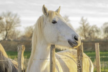 Güney Fransa 'da Ak Kamp Atı. Camargue 'nin göletlerinde vahşi doğada yetişen atlar. Gardiyanlar tarafından eğitilmek.