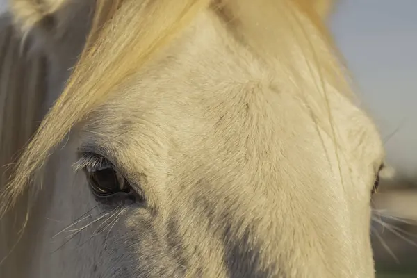 Güney Fransa 'da Ak Kamp Atı. Camargue 'nin göletlerinde vahşi doğada yetişen atlar. Gardiyanlar tarafından eğitilmek.