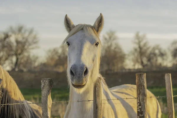 Güney Fransa 'da Ak Kamp Atı. Camargue 'nin göletlerinde vahşi doğada yetişen atlar. Gardiyanlar tarafından eğitilmek.