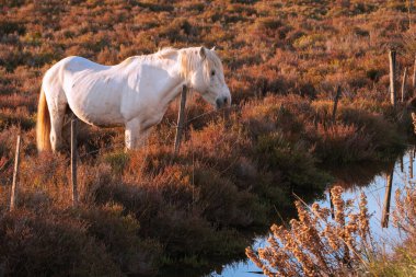Beyaz Kamp Atı Fransa 'nın güneyinde. Camargue Boğaları 'nın ortasında Camargue göletlerinde atlar büyüdü. Gardiyanlar tarafından eğitilmek.