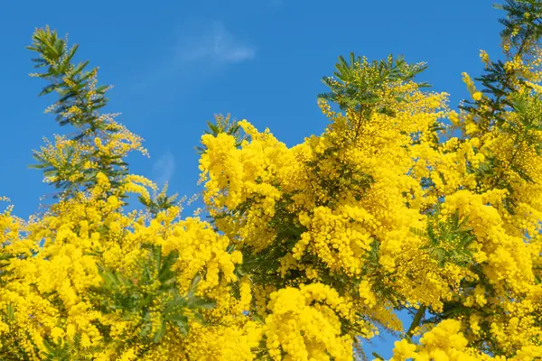Mimosa Çiçekleri Mavi Gökyüzü Olan Bir Ağaçta - Stok İmaj