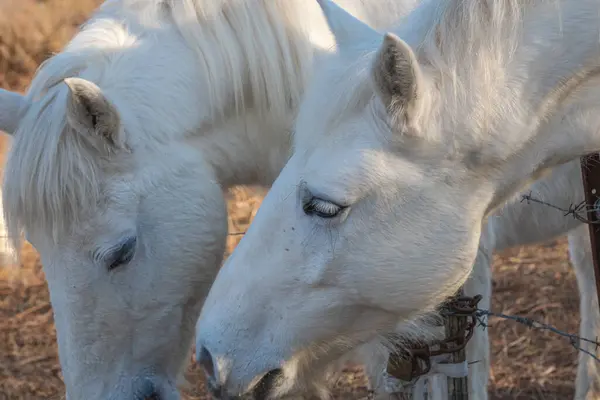 Beyaz Kamp Atı Fransa Nın Güneyinde Camargue Boğaları Nın Ortasında Telifsiz Stok Fotoğraflar