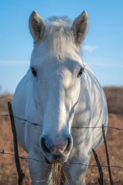 Beyaz Kamp Atı Fransa Nın Güneyinde Camargue Boğaları Nın Ortasında Stok Resim