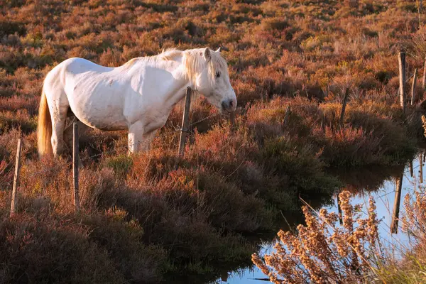 Beyaz Kamp Atı Fransa Nın Güneyinde Camargue Boğaları Nın Ortasında Stok Fotoğraf