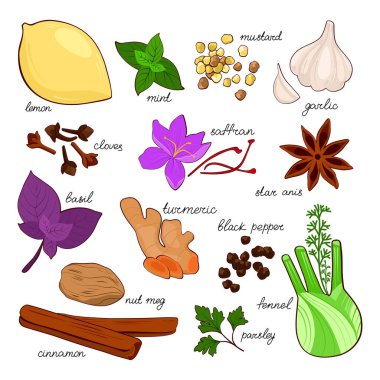 Beyaz arka planda elle çizilmiş baharatlar. Aşçılık projeleri için vektör çizimi, markalaşma, logo, menüler, ambalaj, desenler, parmak izleri. Tumerik, tarçın, safran, anason, fesleğen, rezene, sarımsak, biber, karanfil ve hindistan cevizi ve diğer şeyler..