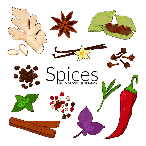 Spices and herbs. Hand drawn vector illustration. Ginger, cinnamon, vanilla, anise, basil, rosemary, cardamon, pepper, cloves and mint. Perfect for use to create culinary or cosmetic projects, branding, logo, menus, packaging, patterns, prints.