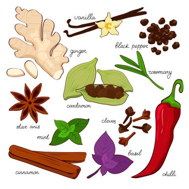 Elle çizilmiş baharat seti. Zencefil, tarçın, vanilya, anason, fesleğen, biberiye, kardamon, biber, karanfil ve nane renkleri. Mutfak ya da kozmetik projeleri, markalaştırma, logo, menüler, ambalaj, desenler, yazdırma için mükemmel