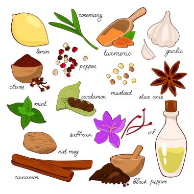 Baharatların el çizimi vektör çizimi