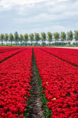 Hollanda kırmızı lale