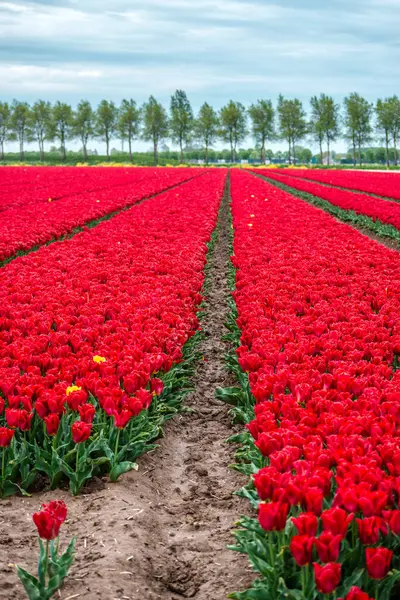 Hollanda kırmızı lale