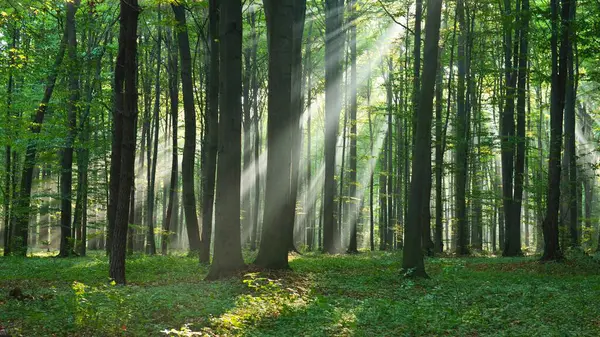 Tysta Skogskrönikor Visuell Resa Genom Viskande Träd Och Skogsäventyr — Stockfoto