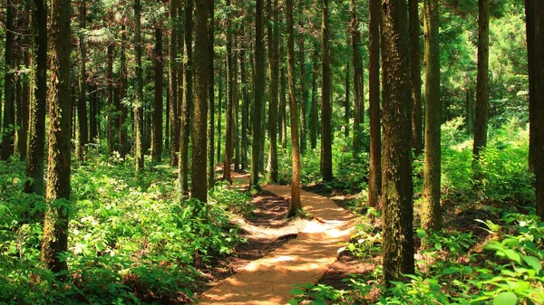 Молчаливые Лесные Хроники Визуальная Шутка Сквозь Свистящие Деревья Лесные Массивы — стоковое фото