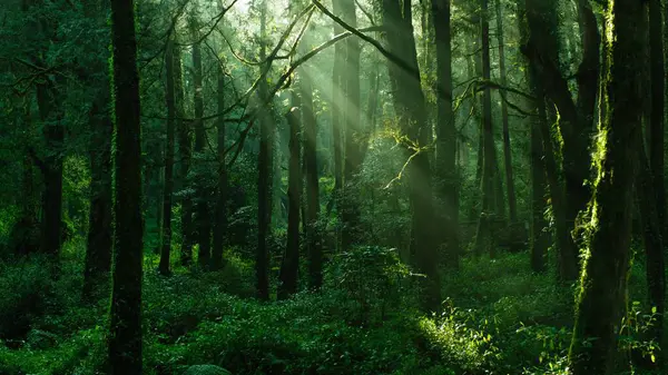 Crônicas Silenciosas Floresta Uma Viagem Visual Através Árvores Sussurrantes Aventuras — Fotografia de Stock