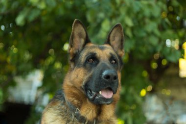 Şirin Alman Çoban Köpeği.