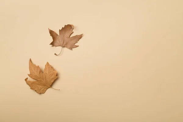 Flat Lay Composition Autumn Leaves Color Background Top View — 图库照片