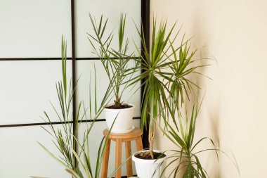 Odada farklı güzel bitkiler var..