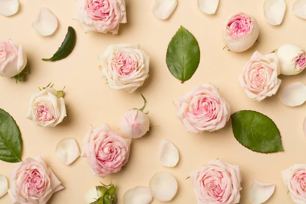 Flat Lay Rose Flowers Color Background Top View — Foto Stock