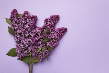 Renkli arka planda leylak dallar, üst manzara. Bahar çiçekleri kavramı.