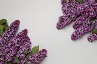 Renkli arka planda leylak dallar, üst manzara. Bahar çiçekleri kavramı.